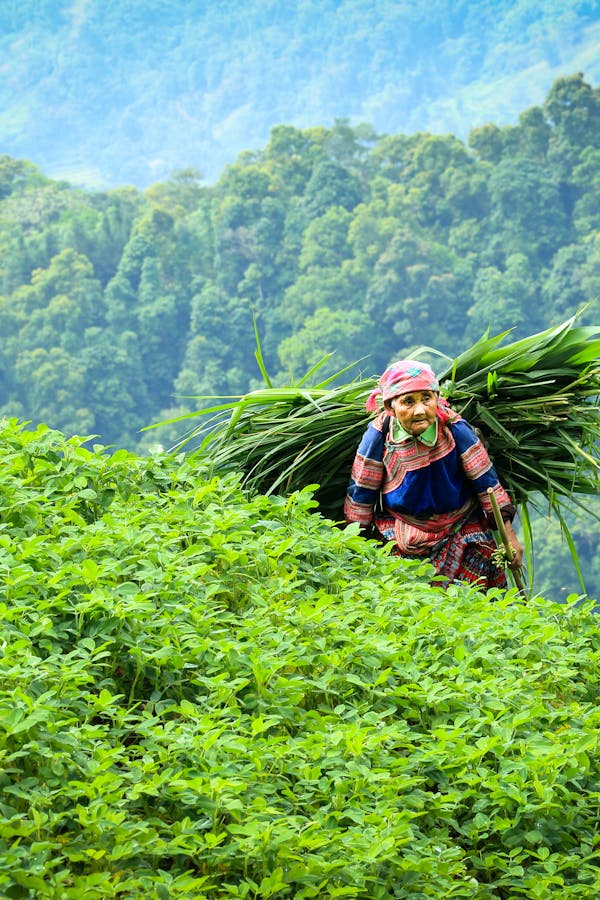 pexels-photo-3377332