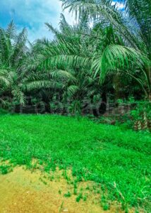 Banang division 3 batu pahat entrance 5×7 – SM-S908B_ Banang Division 3 Batu Pahat Entrance 5x7 SM S908B