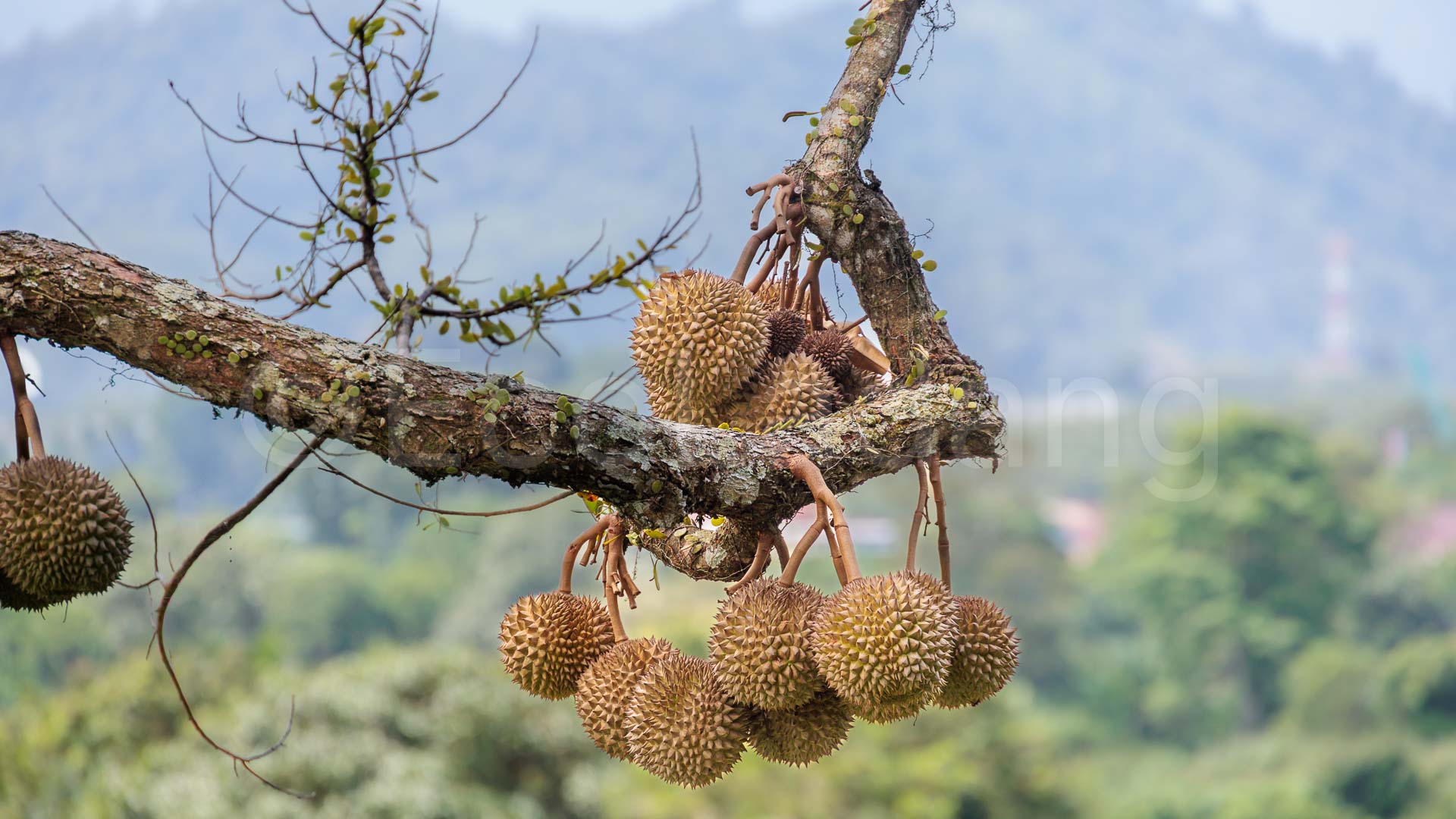 Durian fruits in tree back landscape 16x9 - Canon EOS R5_ Durian Fruits In Tree Back Landscape 16x9 Canon EOS R5