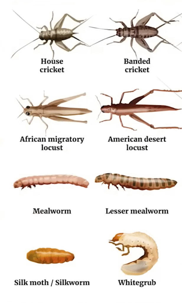 Insects Approved in SG - 1 Insects Approved in SG - 1