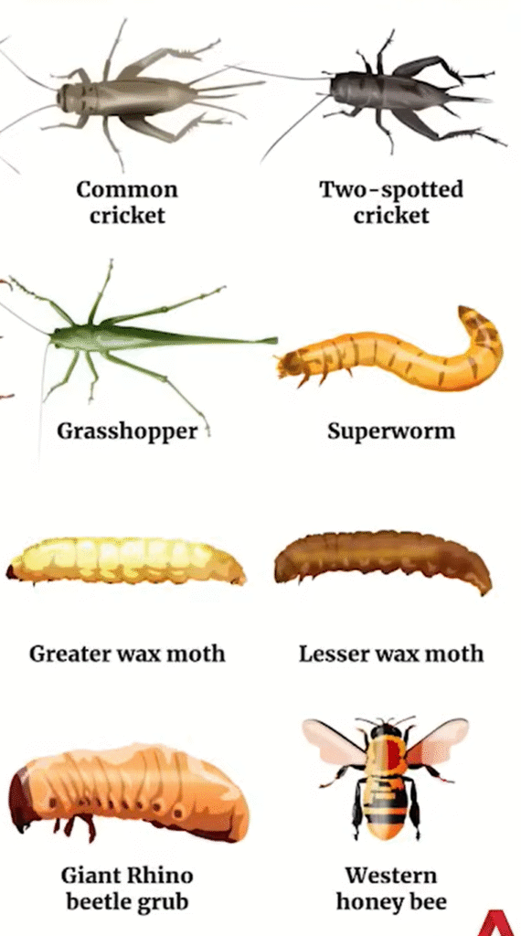 Insects Approved in SG - 2 Insects Approved in SG - 2