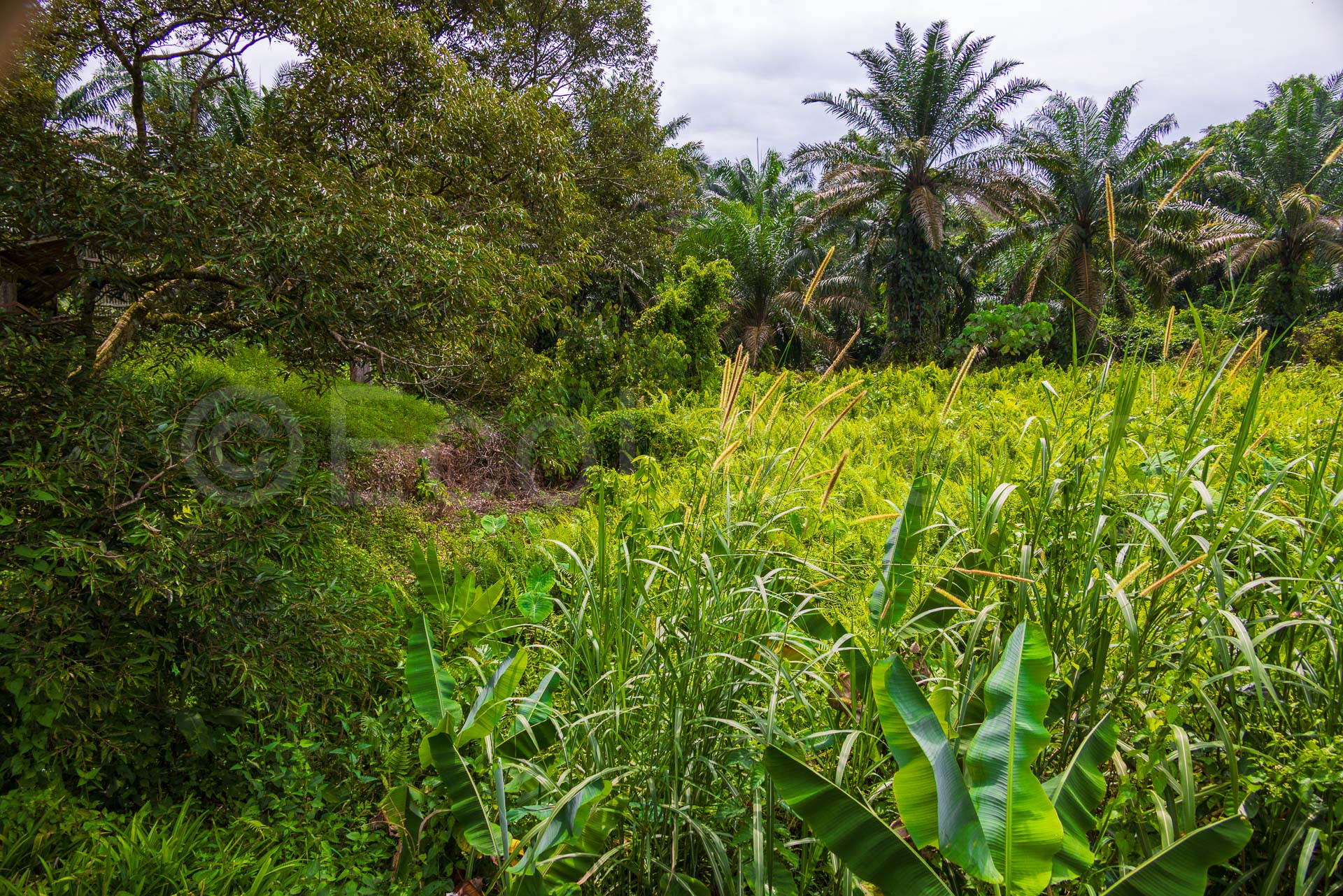 Ecoladang Micro Farm Pilot Perak - Canon EOS R5_-12 Ecoladang Micro Farm Pilot Perak Canon EOS R5 12
