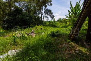 Ecoladang Micro Farm Pilot Perak – Canon EOS R5_-26 Ecoladang Micro Farm Pilot Perak Canon EOS R5 26