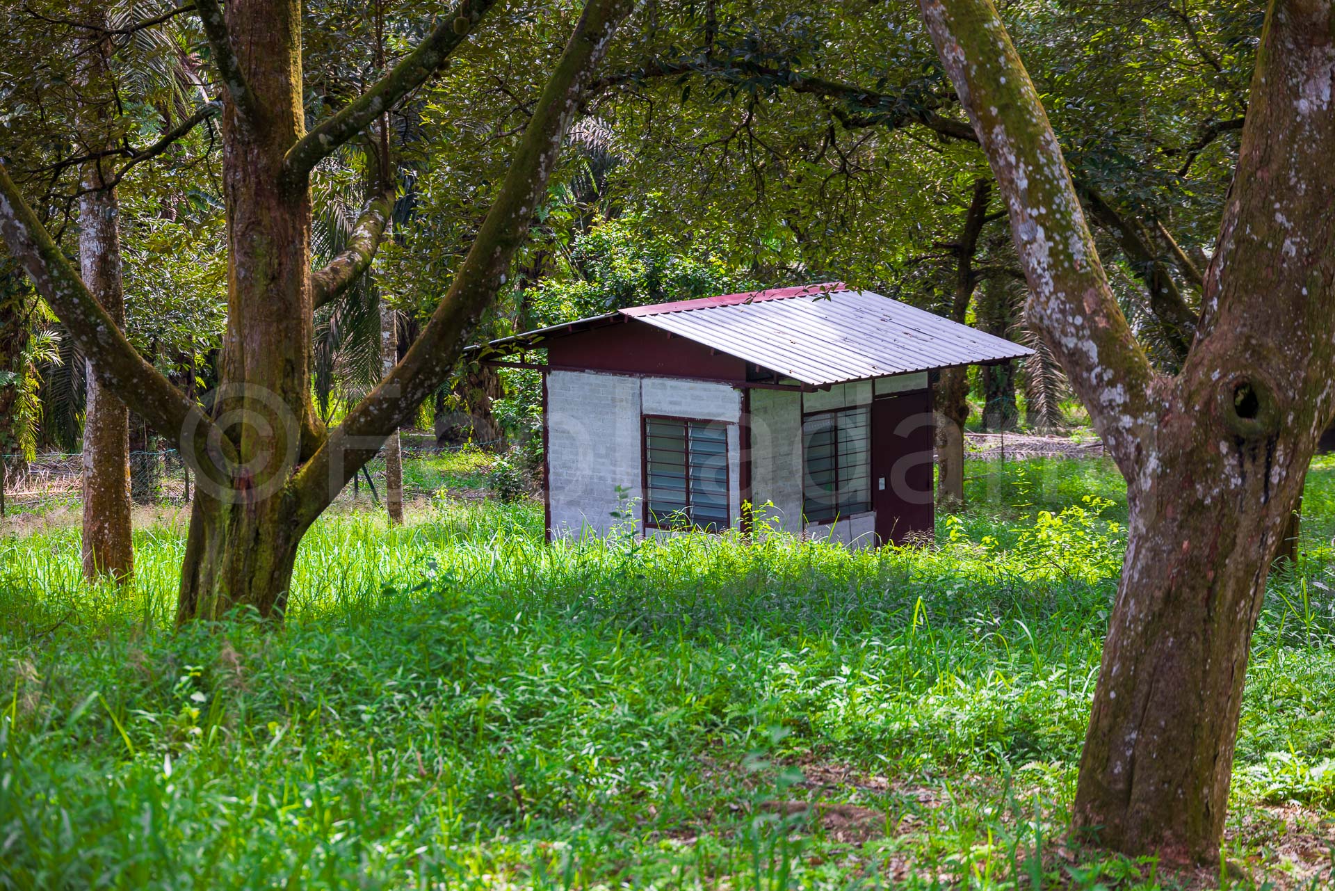 Ecoladang Micro Farm Pilot Perak - Canon EOS R5_ Ecoladang Micro Farm Pilot Perak Canon EOS R5