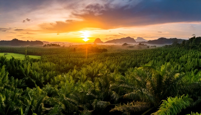 Palm Forest With A Sunrise Landscape
