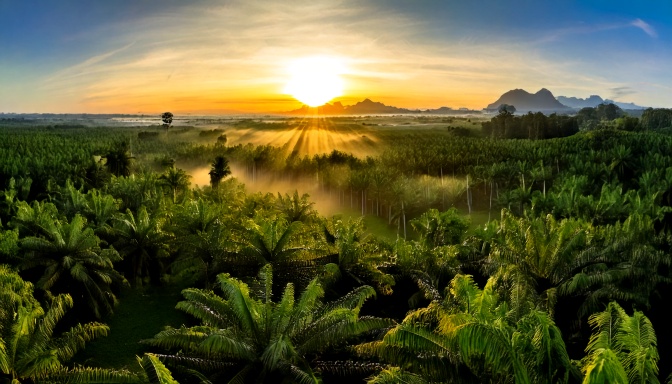 Palm Forest With A Sunrise Landscape 2