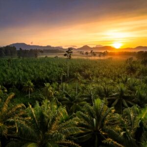 Palm forest with a sunrise sq Palm Forest With A Sunrise Sq