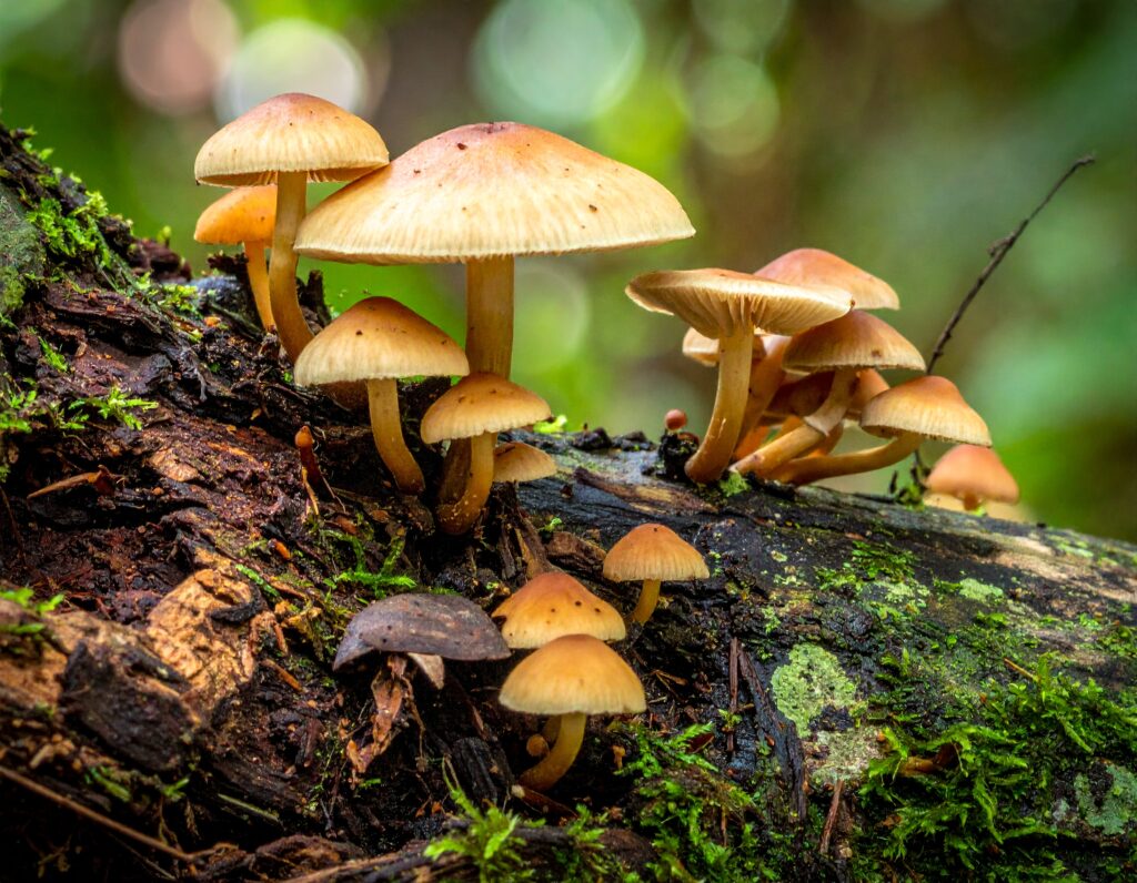 Firefly Edible Mushrooms In Malaysia 482745