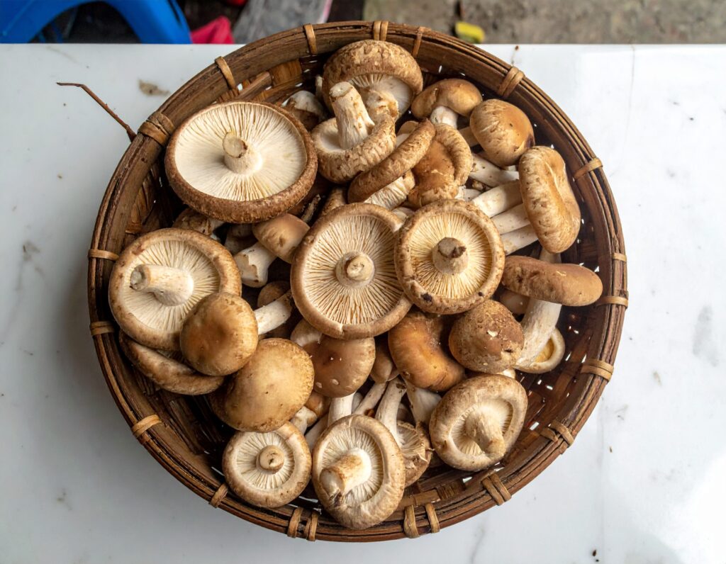 Firefly Edible Mushrooms In Malaysia 65435
