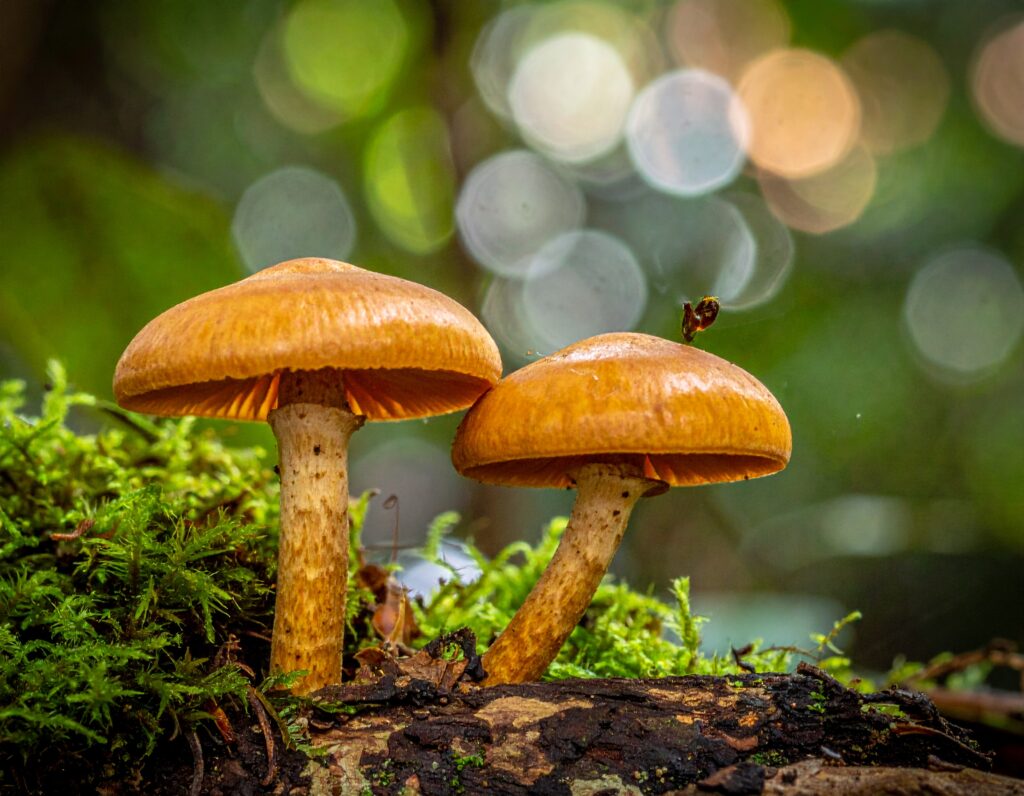 Firefly Edible Mushrooms In Malaysia 712679